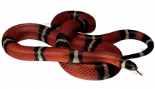 images/productimages/small/SlangsmallBIH.jpg